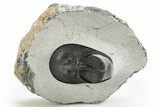 Impressive Scotoharpes Trilobite - Boudib, Morocco #312731-2